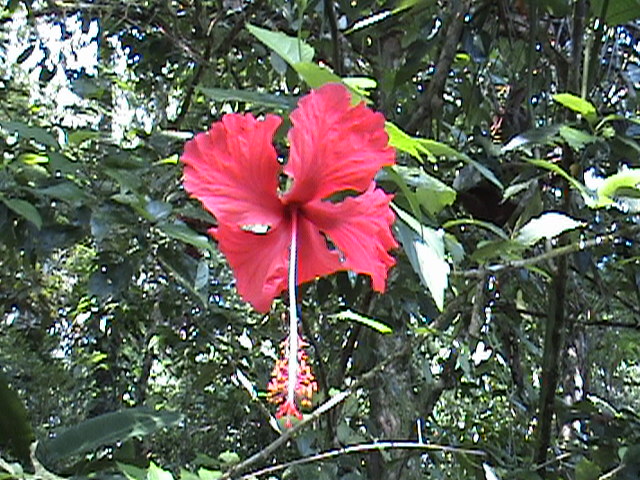 Costa Rica 052.jpg
